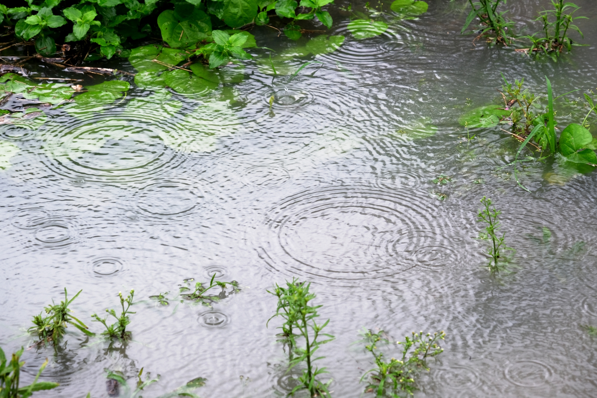 雨の日の草刈りはやめたほうがいい