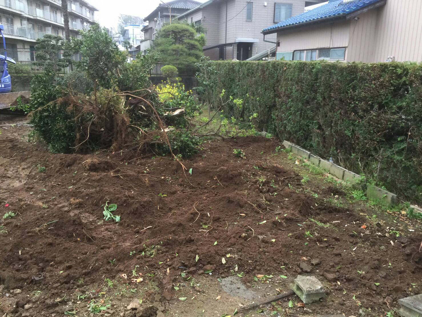 地元の抜根