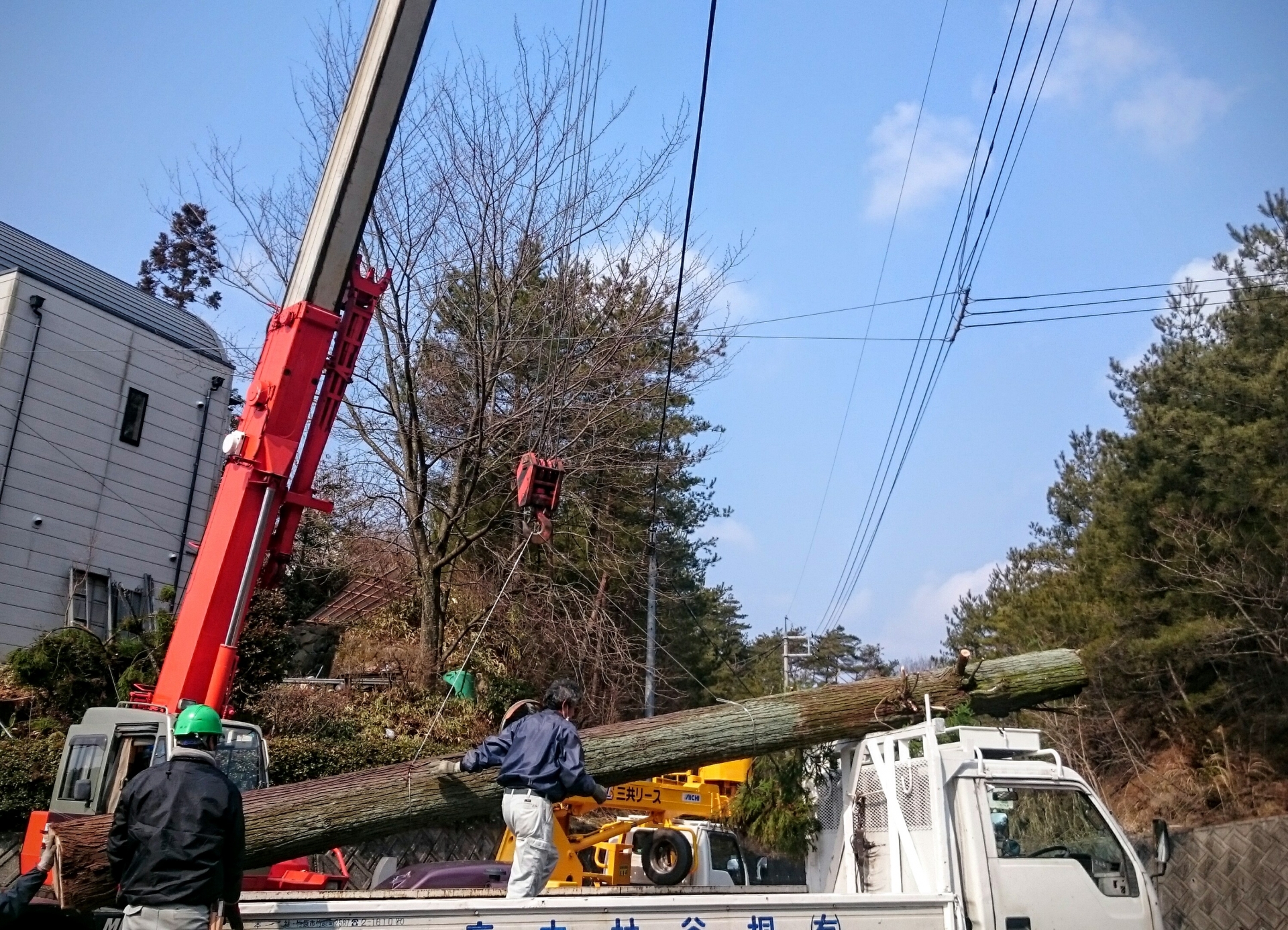 特殊伐採のイメージ画像
