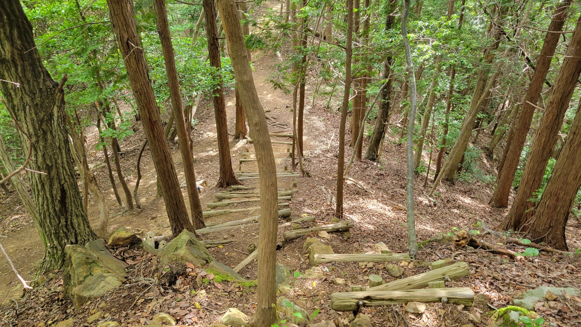 傾斜地での伐採と集積